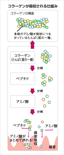 コラーゲンが吸収される仕組み