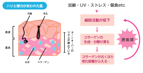 ハリと弾力が失われた肌