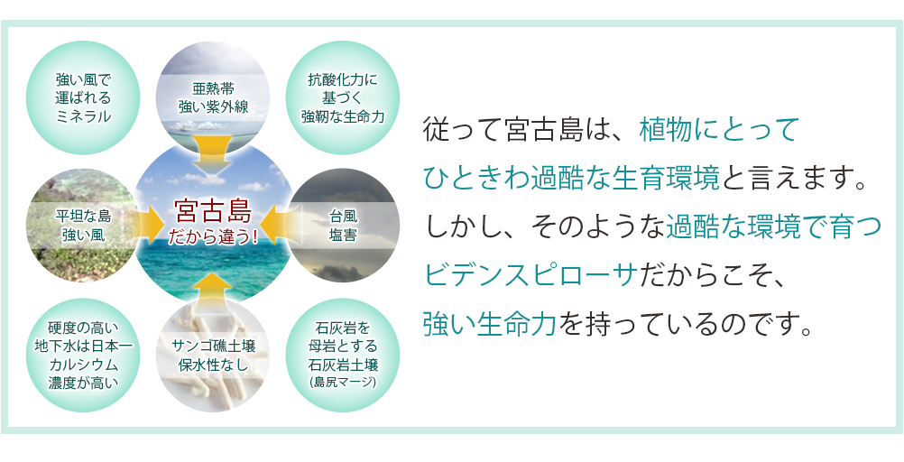 従って宮古島は、植物にとってひときわ過酷な生育環境と言えます。しかし、そのような過酷な環境で育つビデンスピローサだからこそ、強い生命力を持っているのです。