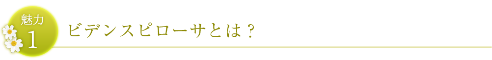 ビデンスピローサとは？