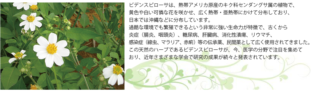 然のハーブであるビデンスピローサが、今、医学の分野で注目を集めており、近年さまざまな学会研究の成果が続々と発表されています。
