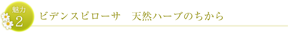 ビデンスピローサ　天然ハーブのちから