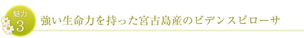 強い生命力を持った宮古島産のビデンスピローサ