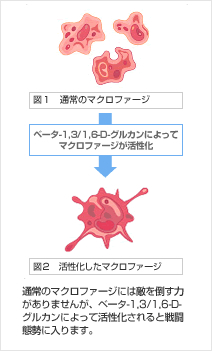 種子のIP6含有量